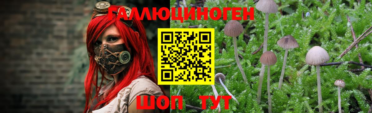 Галлюциногенные грибы GOLDEN TEACHER  продажа наркотиков  Старая Купавна 